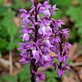 Orchis mascula, Martin Bohnet Orchis mascula, Martin Bohnet