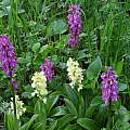 Orchis pallens and x loreziana, Martin Bohnet