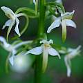 Platanthera species, Martin Bohnet Platanthera species, Martin Bohnet