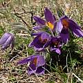Pulsatilla vulgaris, Martin Bohnet Pulsatilla vulgaris, Martin Bohnet