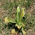 Himantoglossum hircinum withering leaves, Martin Bohnet Himantoglossum hircinum withering leaves, Martin Bohnet