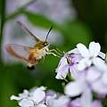 Bee Hawk Moth, Martin Bohnet