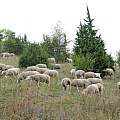 Sheep keeping the landscape open, Martin Bohnet