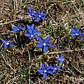 Gentiana verna, Martin Bohnet Gentiana verna, Martin Bohnet