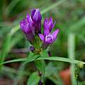 Gentianella germanica, Martin Bohnet Gentianella germanica, Martin Bohnet