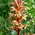 Orobanche lutea, Martin Bohnet Orobanche lutea, Martin Bohnet