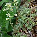 Saxifraga paniculata, Martin Bohnet Saxifraga paniculata, Martin Bohnet