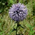 Echinops species, Martin Bohnet Echinops species, Martin Bohnet