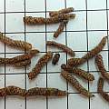 Achimenes erecta scaly rhizomes, Nhu Nguyen