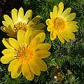 Adonis vernalis, John Lonsdale [Shift+click to enlarge, Click to go to wiki entry]