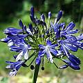 Agapanthus 'Ellamae', Arnold Trachtenberg [Shift+click to enlarge, Click to go to wiki entry]