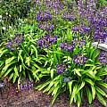 Agapanthus 'Mood Indigo', Mary Sue Ittner