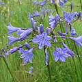 Agapanthus campanulatus, Maclear, Cameron McMaster [Shift+click to enlarge, Click to go to wiki entry]