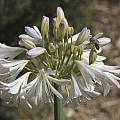 Agapanthus hybrid white, Mary Sue Ittner [Shift+click to enlarge, Click to go to wiki entry]