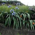 Agapanthus praecox, Crocosmia masoniorum,  Bob Rutemoeller