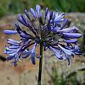 Agapanthus praecox, Gaika's Kop, Mary Sue Ittner [Shift+click to enlarge, Click to go to wiki entry]