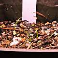 Agapanthus seedlings, Travis Owen