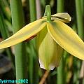 Albuca acuminata