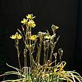 Albuca albucoides, Spring Valley, Nhu Nguyen