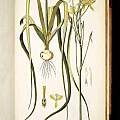 Albuca aurea, Jacquin, N.J. von, Icones plantarum rariorum, vol. 2: t. 441 (1786-1793) [Shift+click to enlarge, Click to go to wiki entry]