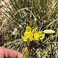 Albuca aurea