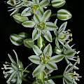 Albuca bracteata, Andrew Harvie [Shift+click to enlarge, Click to go to wiki entry]