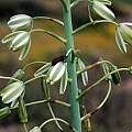 Albuca canadensis, Namaqualand, Bob Rutemoeller [Shift+click to enlarge, Click to go to wiki entry]
