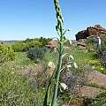 Albuca canadensis