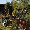 Albuca clanwilliamae-gloria, plants, Leo Martin