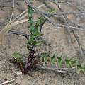Albuca crispa in Karoo-Namib habitat, Bob Rutemoeller [Shift+click to enlarge, Click to go to wiki entry]