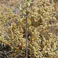 Albuca dilucula, Namaqualand, Andrew Harvie