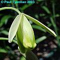 Albuca flaccida, Paul Tyerman [Shift+click to enlarge, Click to go to wiki entry]