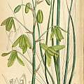 Albuca juncifolia, Curtis’s Botanical Magazine, vol. 104 [ser. 3, vol. 34]: t. 6395 (1878) [Shift+click to enlarge, Click to go to wiki entry]