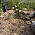 Albuca leucantha, Naries, Cameron McMaster Albuca leucantha, Naries, Cameron McMaster