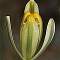 Albuca longipes, Springbok, Andrew Harvie [Shift+click to enlarge, Click to go to wiki entry]
