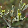 Albuca longipes, Mary Sue Ittner [Shift+click to enlarge, Click to go to wiki entry]