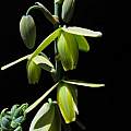 Albuca namaquensis, Nhu Nguyen [Shift+click to enlarge, Click to go to wiki entry]