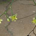 Albuca osmynella, Monica Swartz