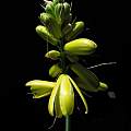 Albuca pendula, Nhu Nguyen [Shift+click to enlarge, Click to go to wiki entry]