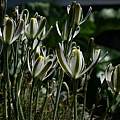 Albuca polyphylla, Willowmore, Nhu Nguyen