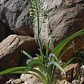 Albuca pulchra