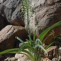 Albuca pulchra, Rod Saunders [Shift+click to enlarge, Click to go to wiki entry]