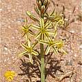 Albuca secunda, Namaqualand, Andrew Harvie [Shift+click to enlarge, Click to go to wiki entry]