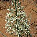 Albuca seineri, Gobabis, Namibia, Cody Howard [Shift+click to enlarge, Click to go to wiki entry]
