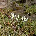 Albuca setosa