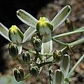 Albuca setosa, Cradock, Mary Sue Ittner [Shift+click to enlarge, Click to go to wiki entry]