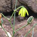 Albuca shawii