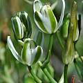 Albuca sp., Gaika's Kop, Mary Sue Ittner [Shift+click to enlarge, Click to go to wiki entry]