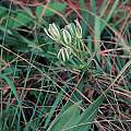 Albuca sp., Maclear, Bob Rutemoeller [Shift+click to enlarge, Click to go to wiki entry]