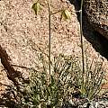 Albuca spiralis, Kamiesberg, Andrew Harvie [Shift+click to enlarge, Click to go to wiki entry]
